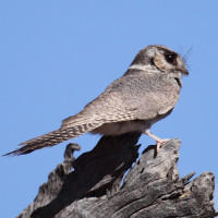 Australian Owlet-nightjar